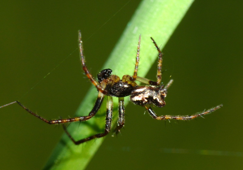 Cyclosa insulana